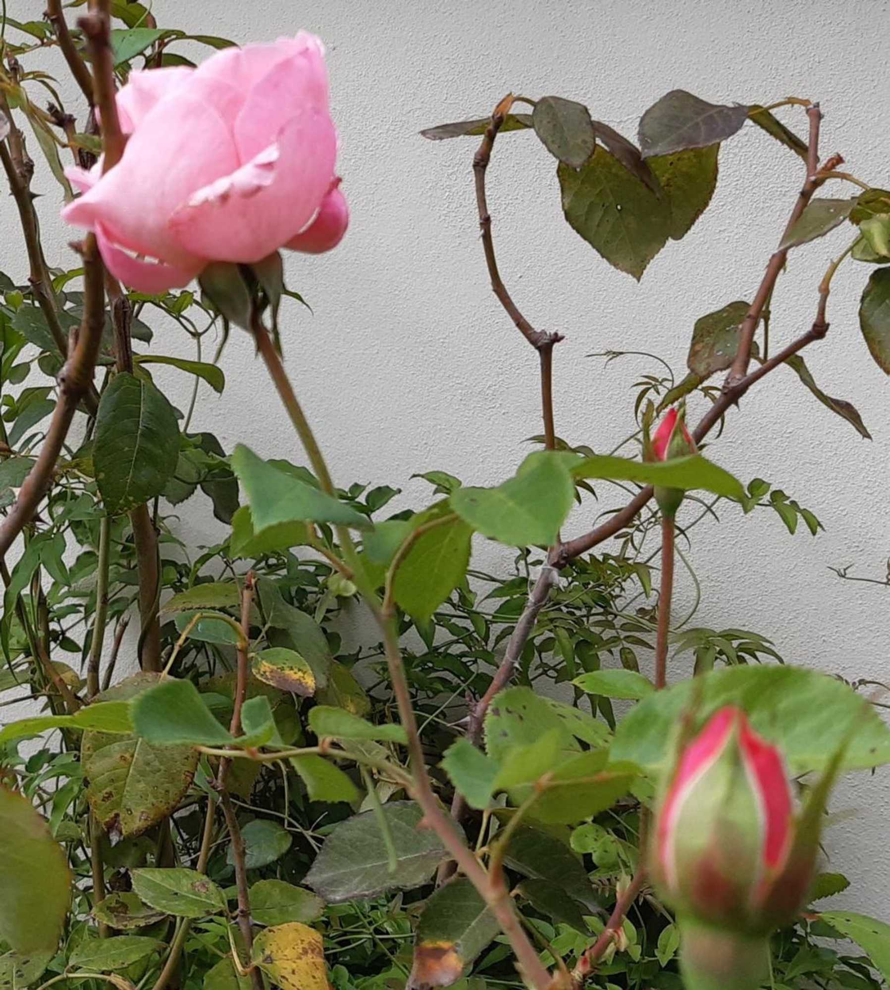 Gift card for Quinta no Pinhal