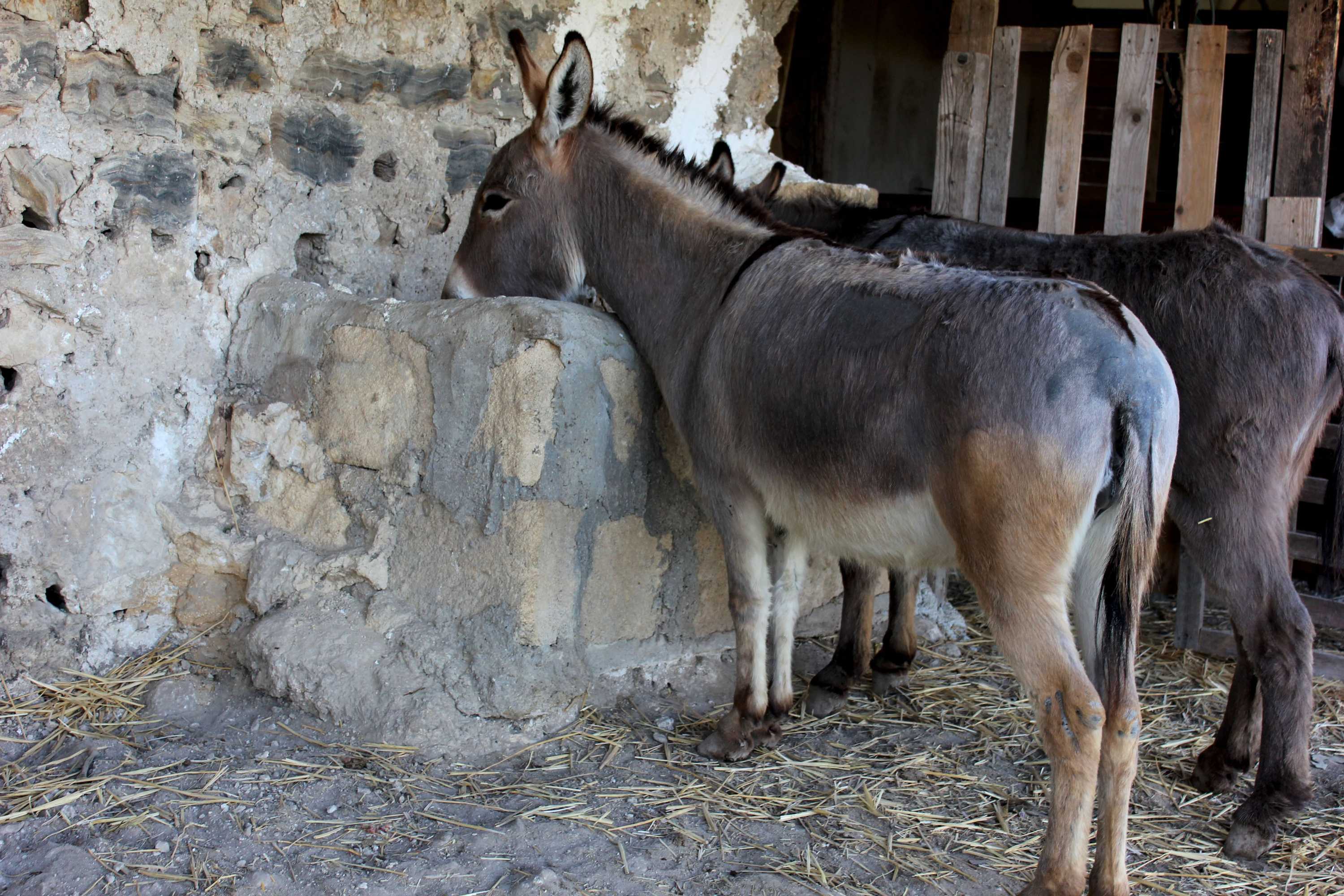 Gift card for Agriturismo La Casa di Bacco