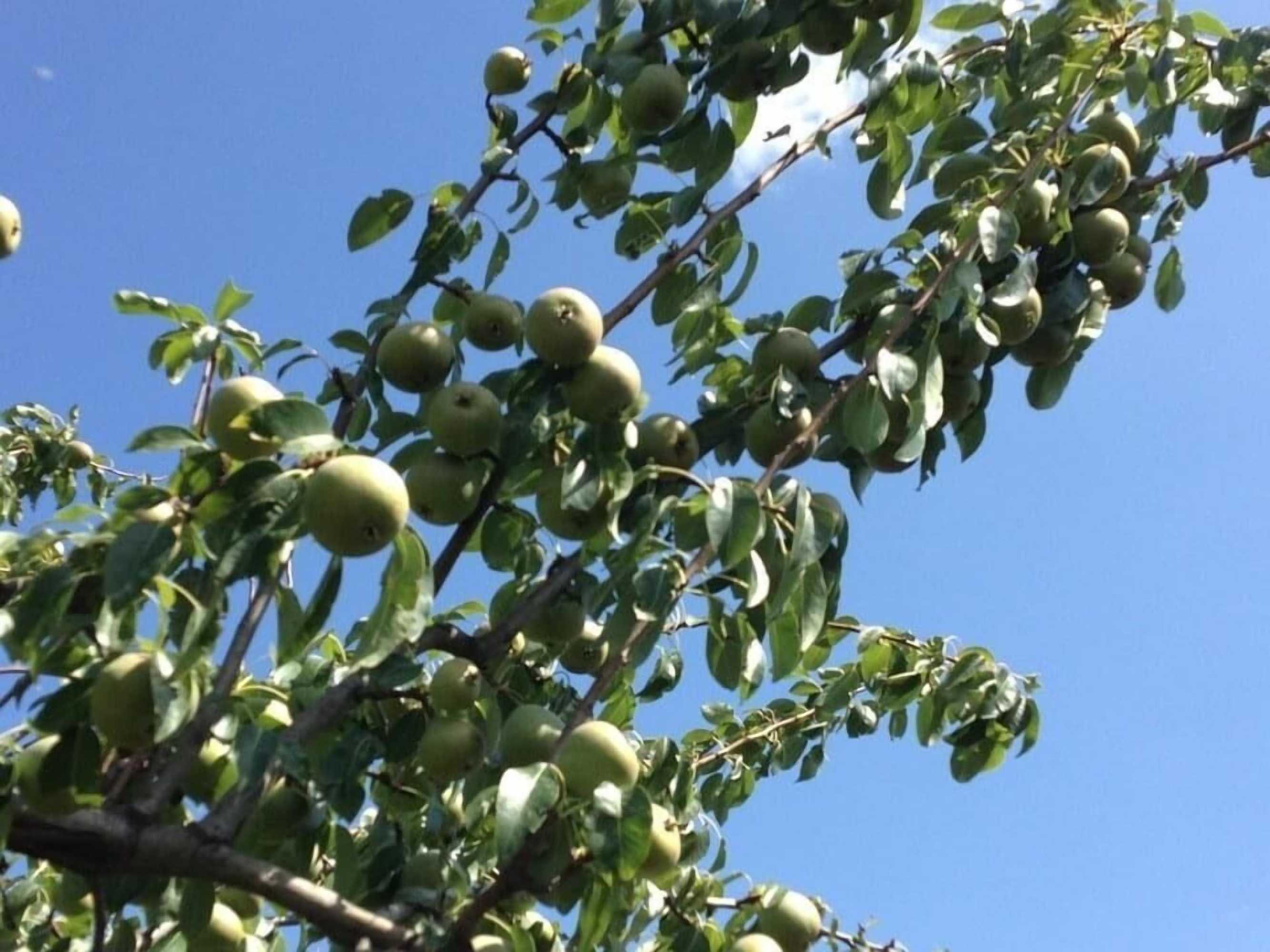 Gift card for Quinta da Pereira