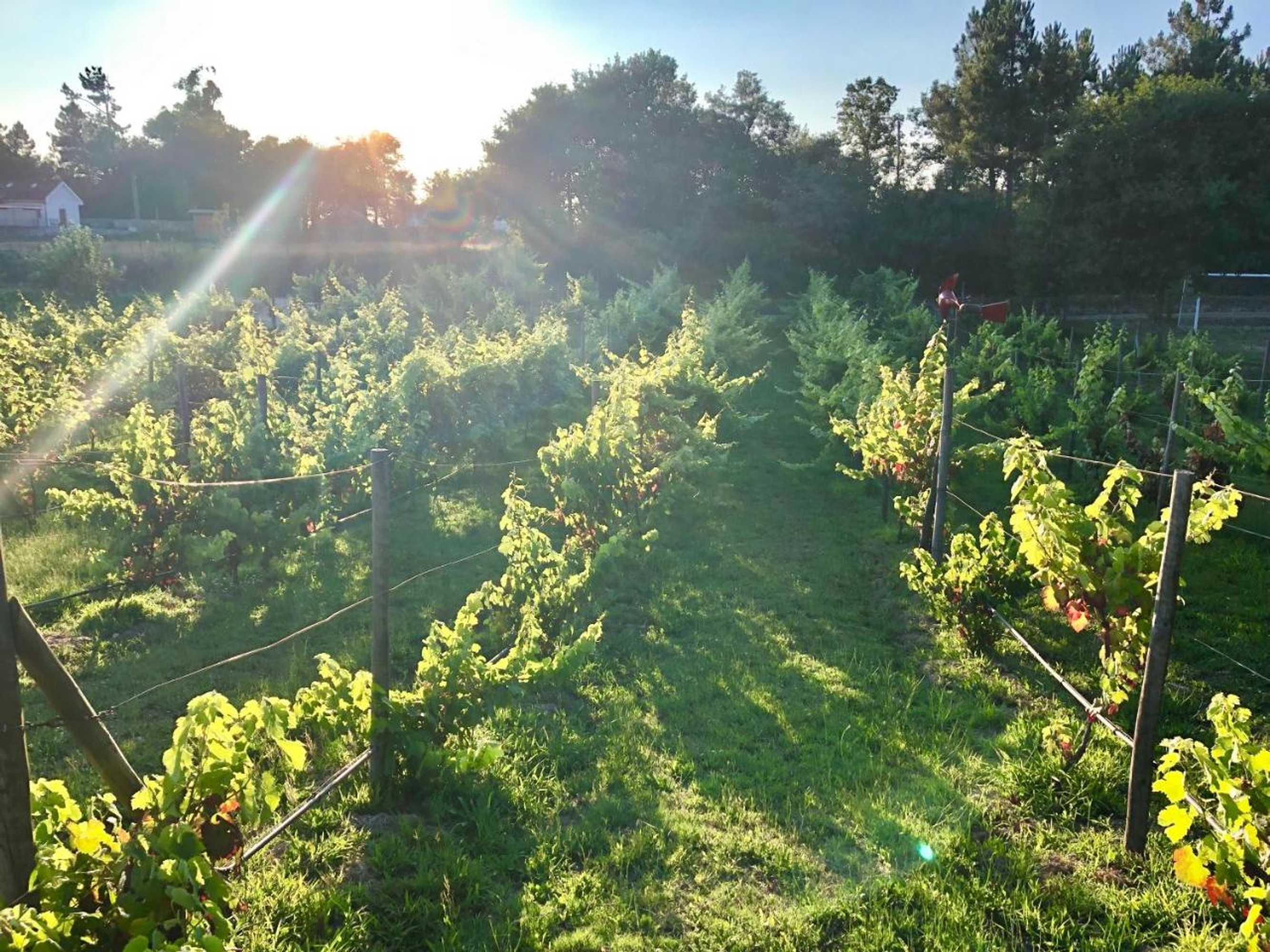 Gift card for Casa da Quinta da Prelada Simão