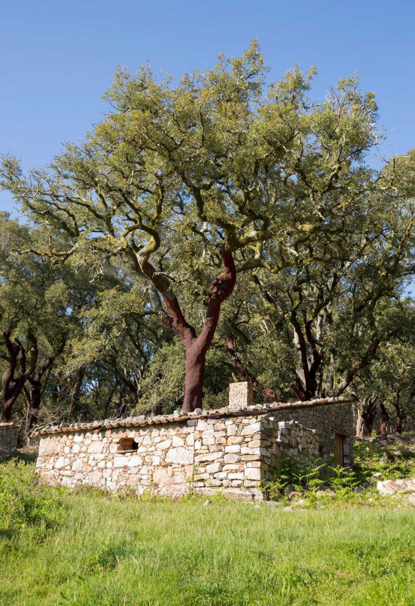 Gift card for Casa Do Ze Sapateiro