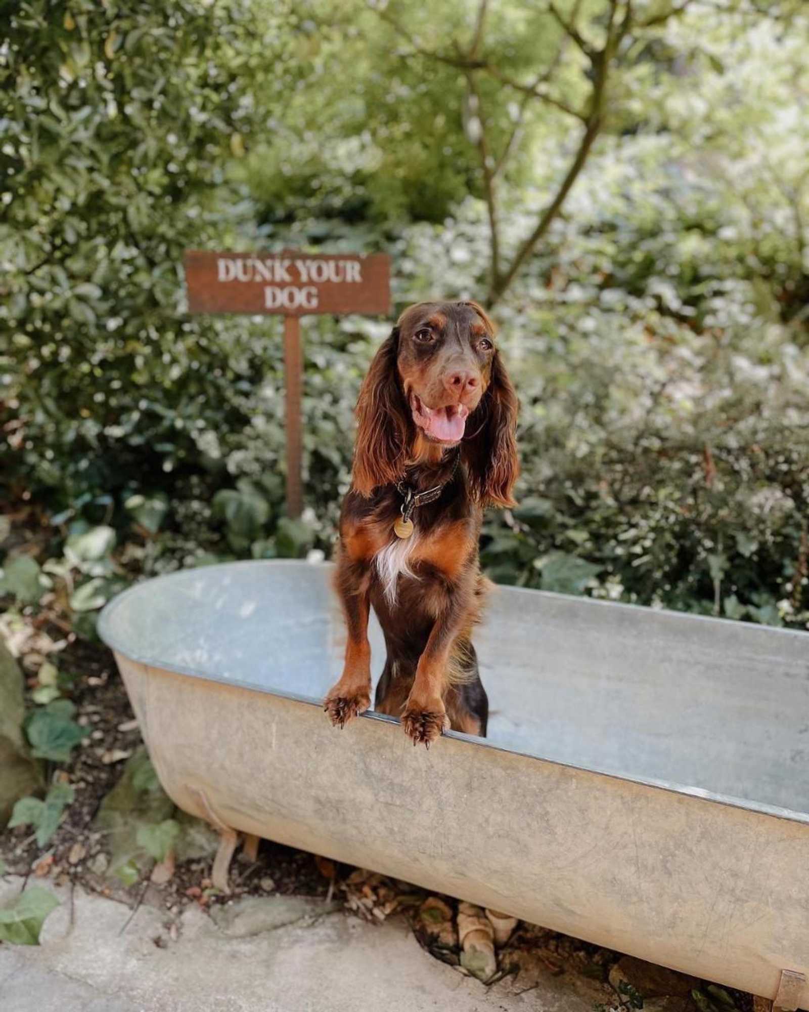 Gift card for The Fish Hotel