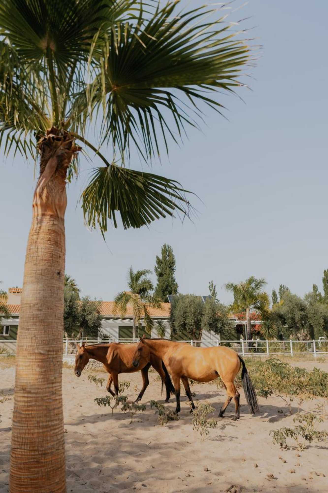 Gift card for Quinta do Pinheiro Hotel E Eventos by Grupo Quinta Dos Lagos