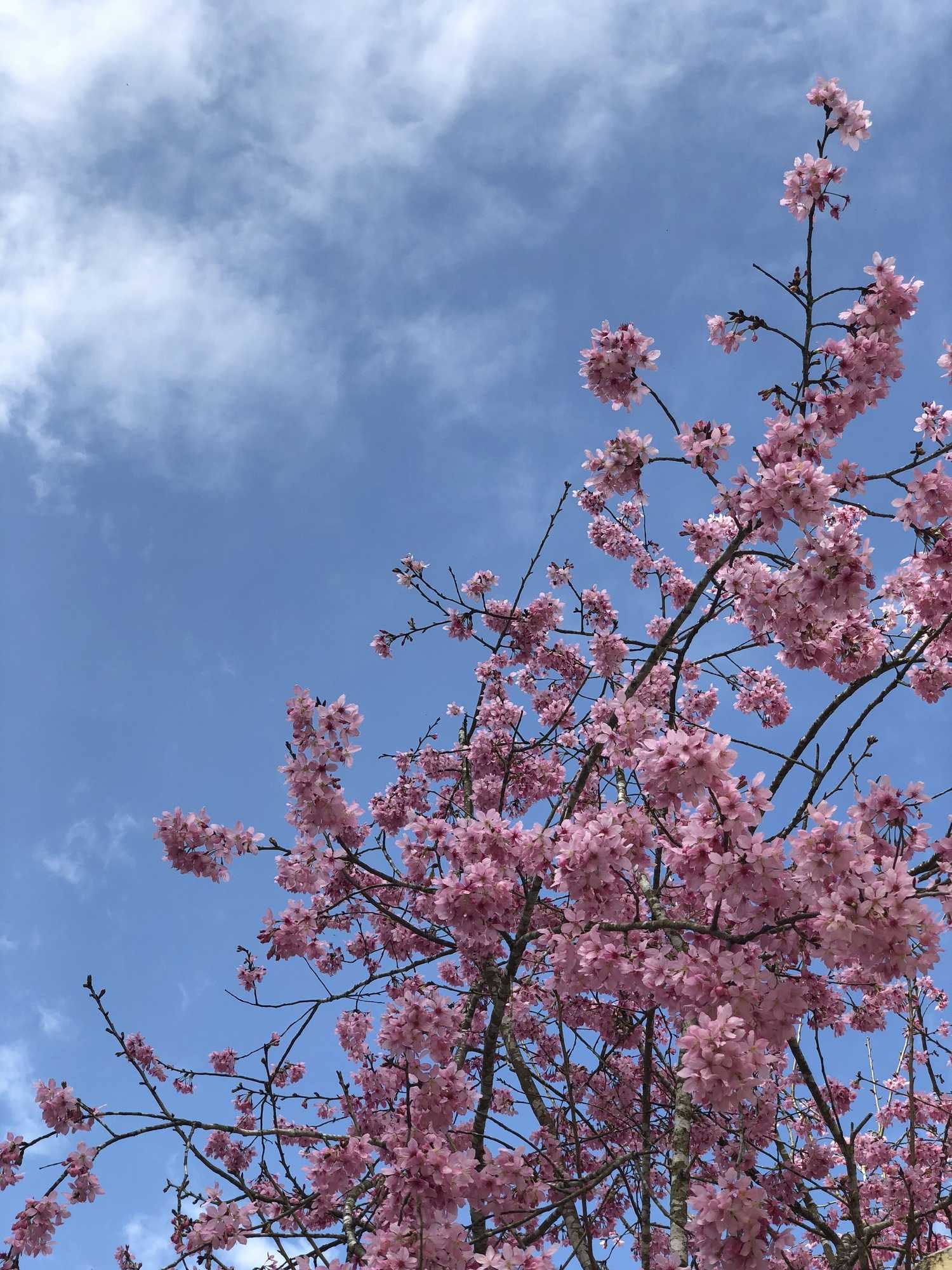 Gift card for Sin Ging Hong Resort