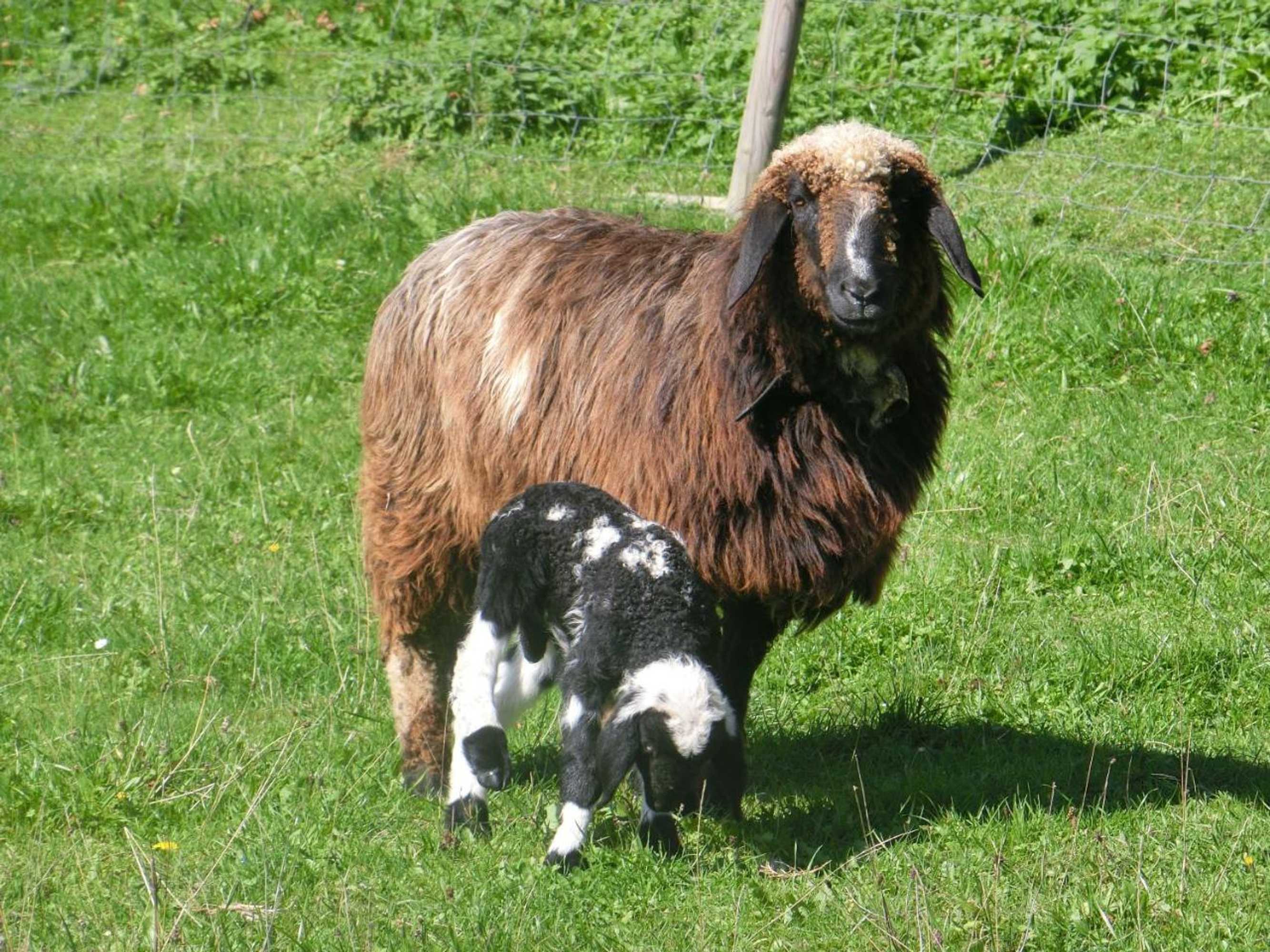 Gift card for Landgasthof Berg