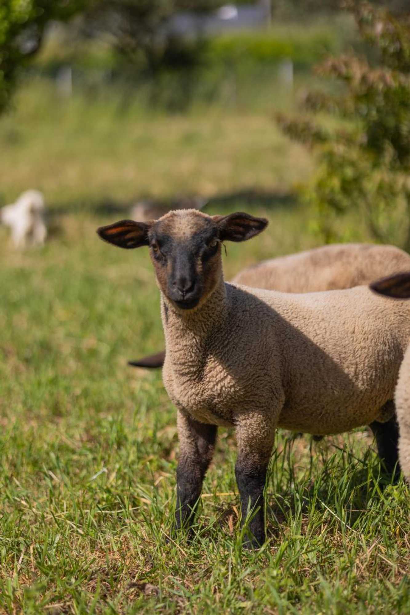 Gift card for Magnolias Cottage