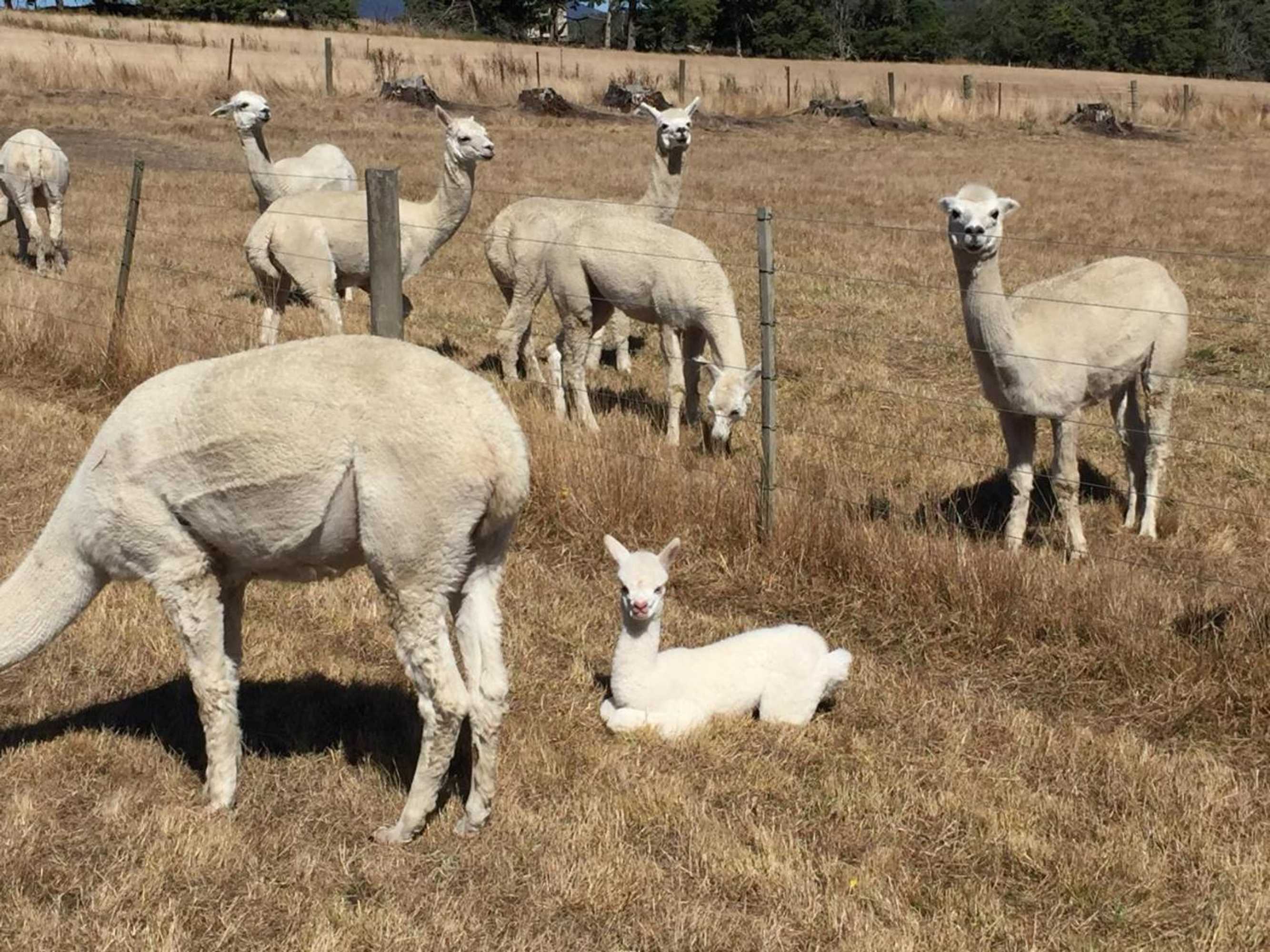 Gift card for Raynella Alpaca Farmstay