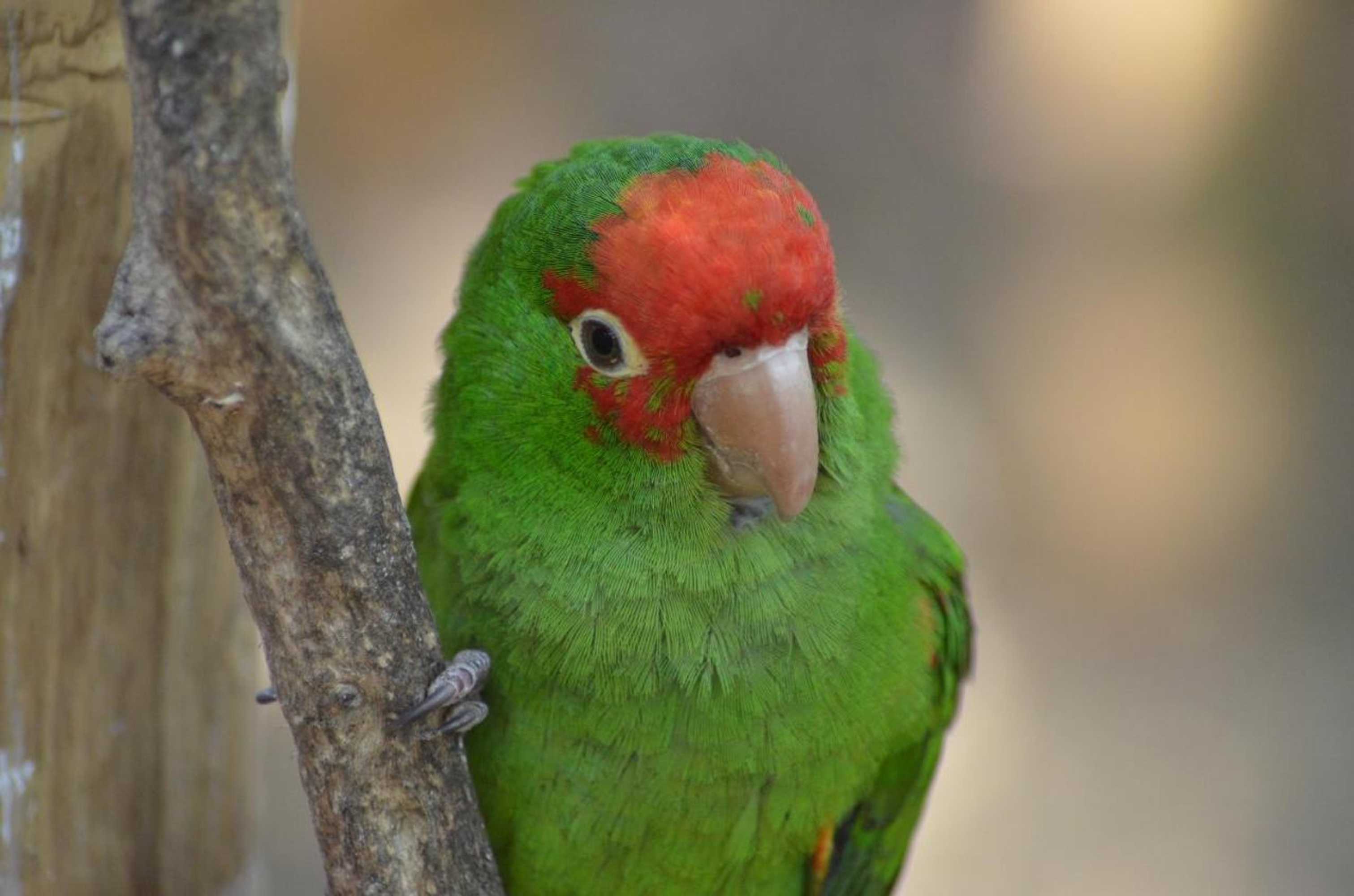 Gift card for Hostería Ecológica El Faro Gift card for Hostería Ecológica El Faro