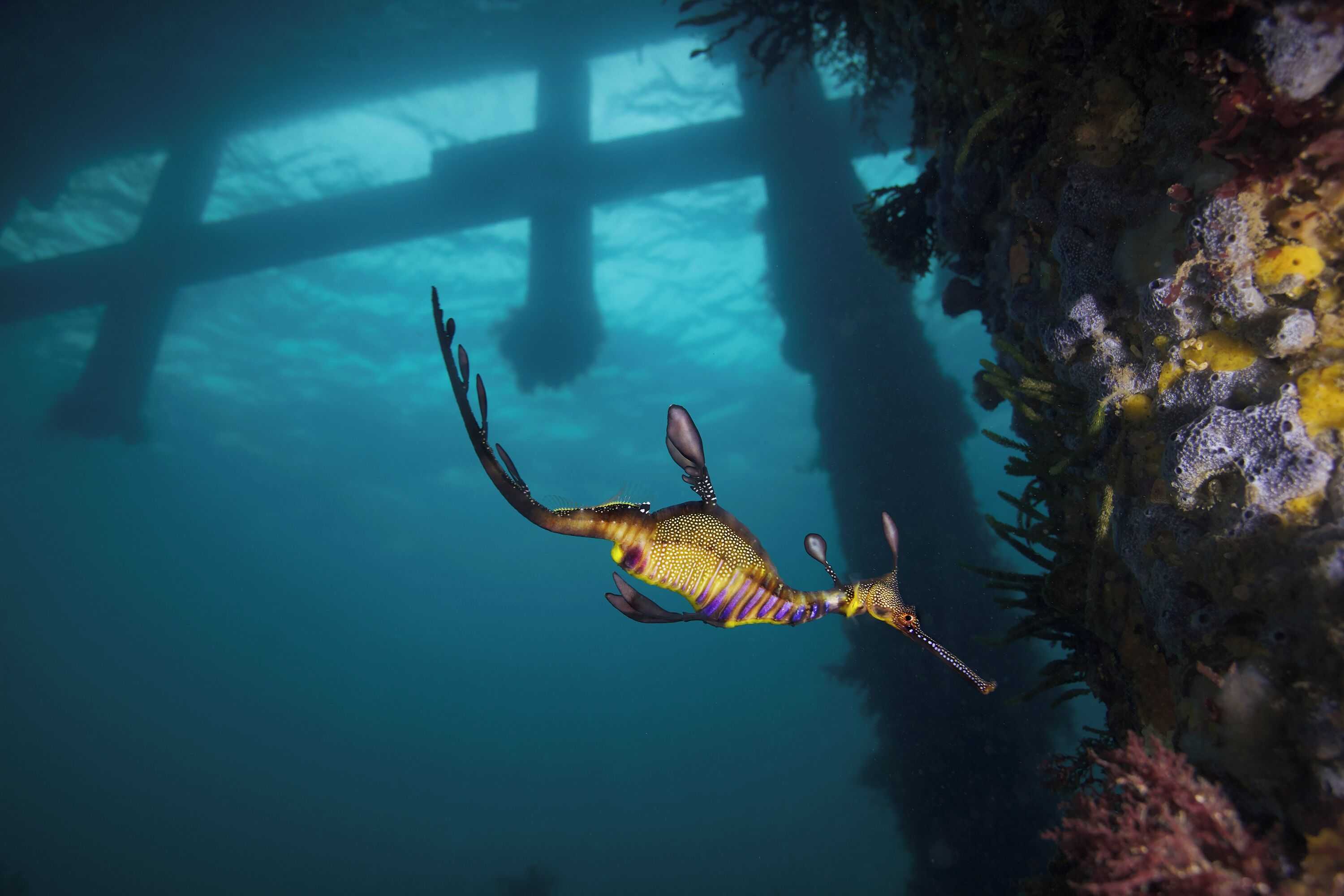 Gift card for Flinders Cove Motor Inn