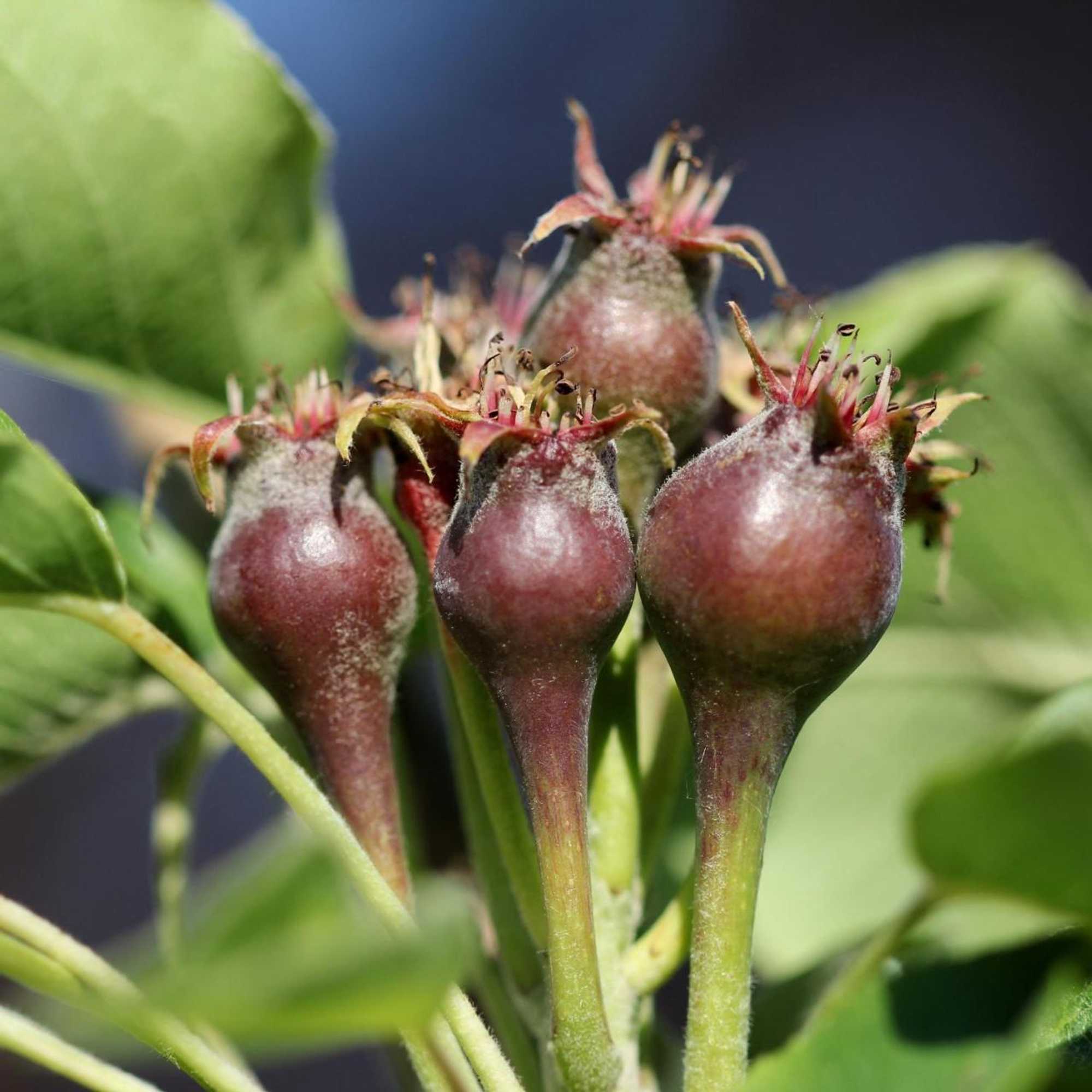 Gift card for B&b Buitenwaard