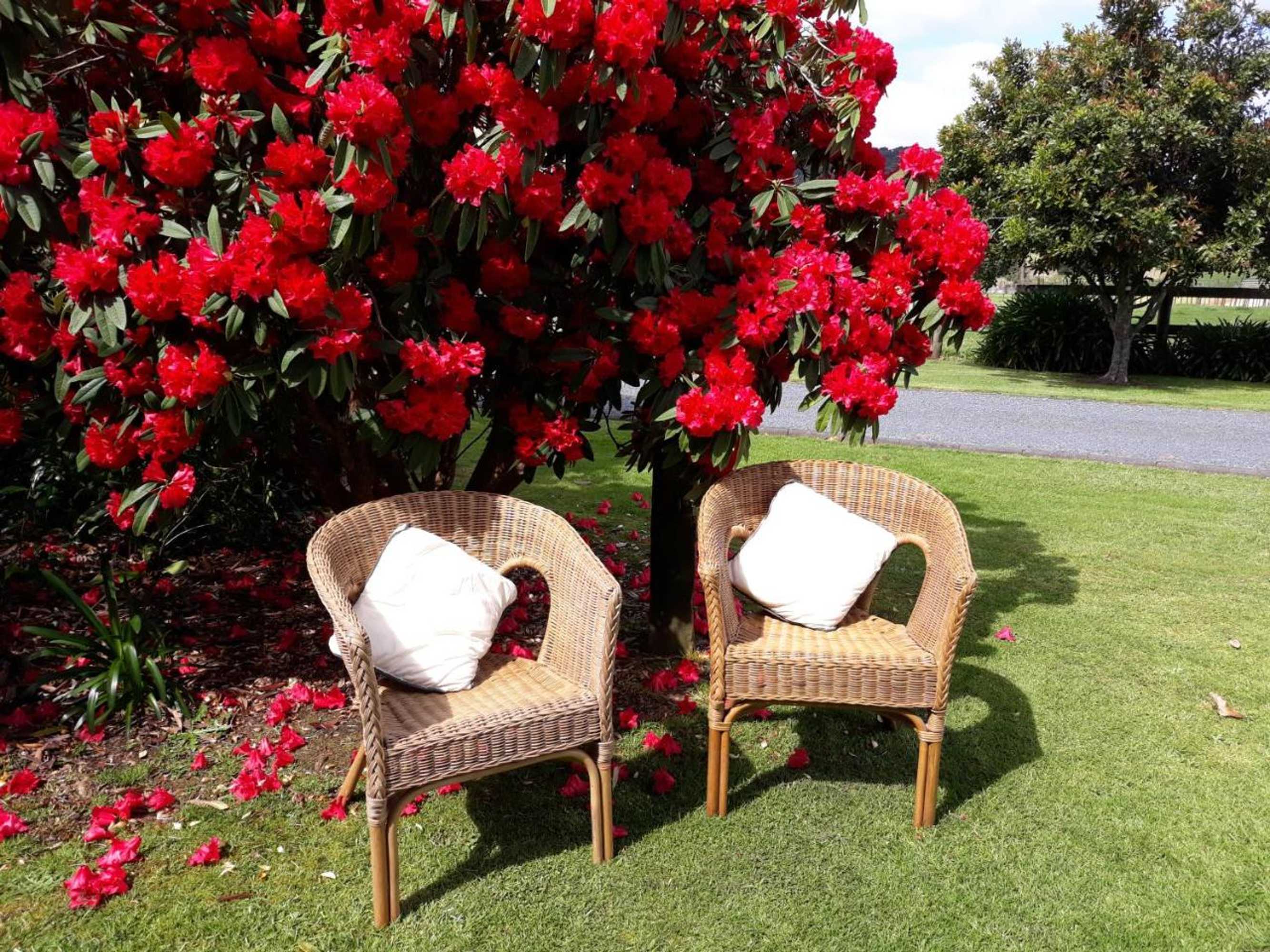 Gift card for Rural Palms