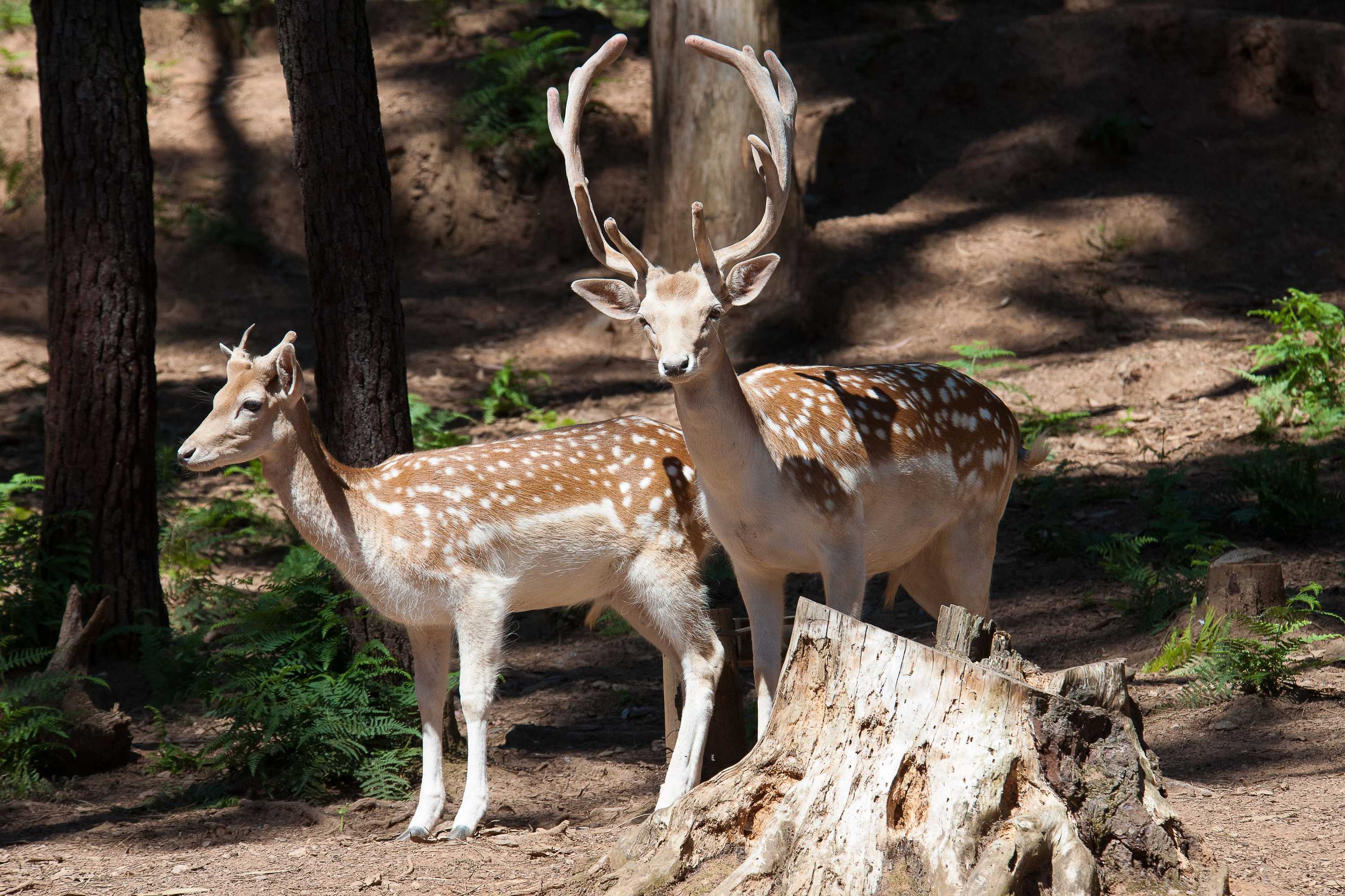 Gift card for Hotel Parque Serra da Lousã Gift card for Hotel Parque Serra da Lousã