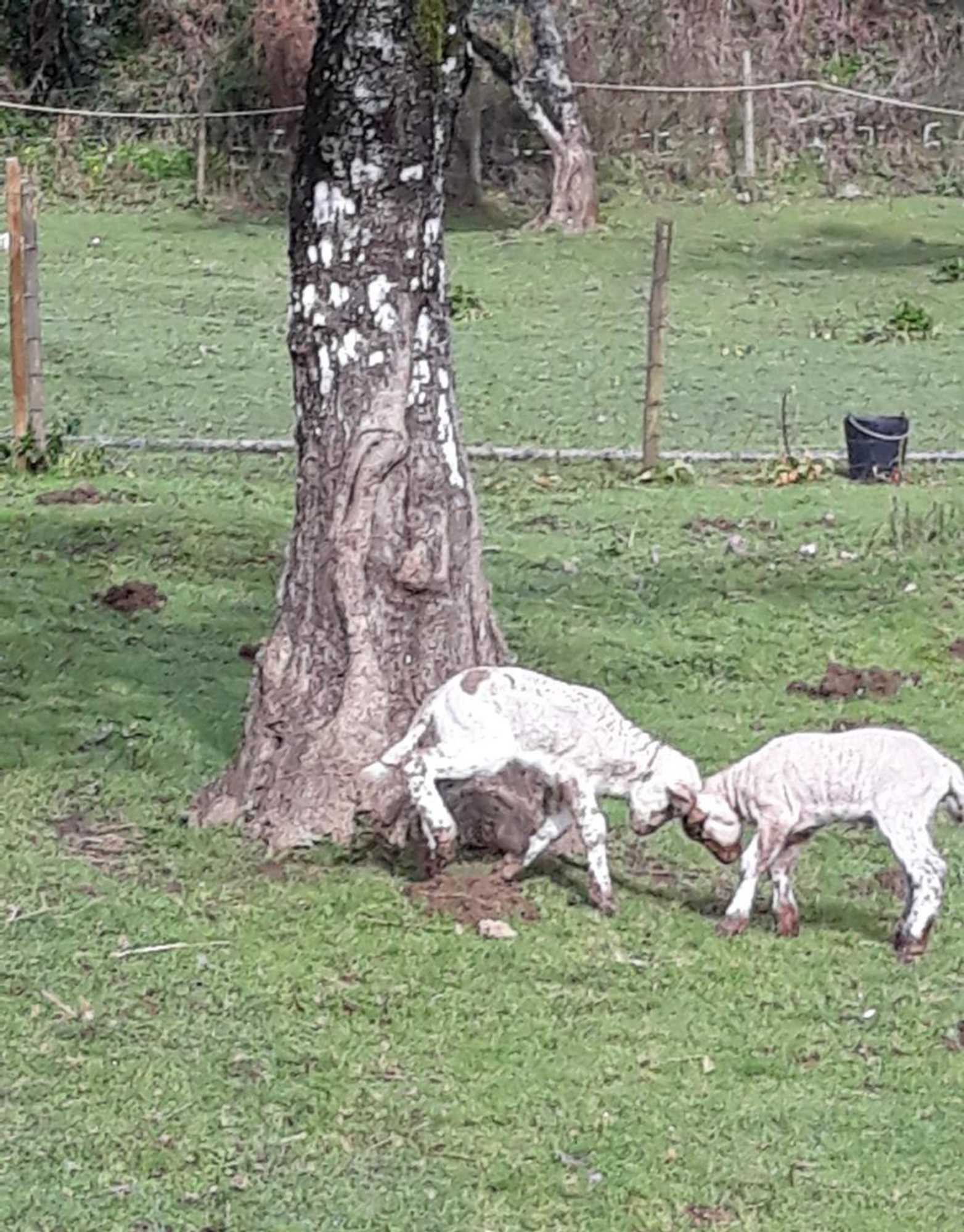 Gift card for Quinta no Pinhal