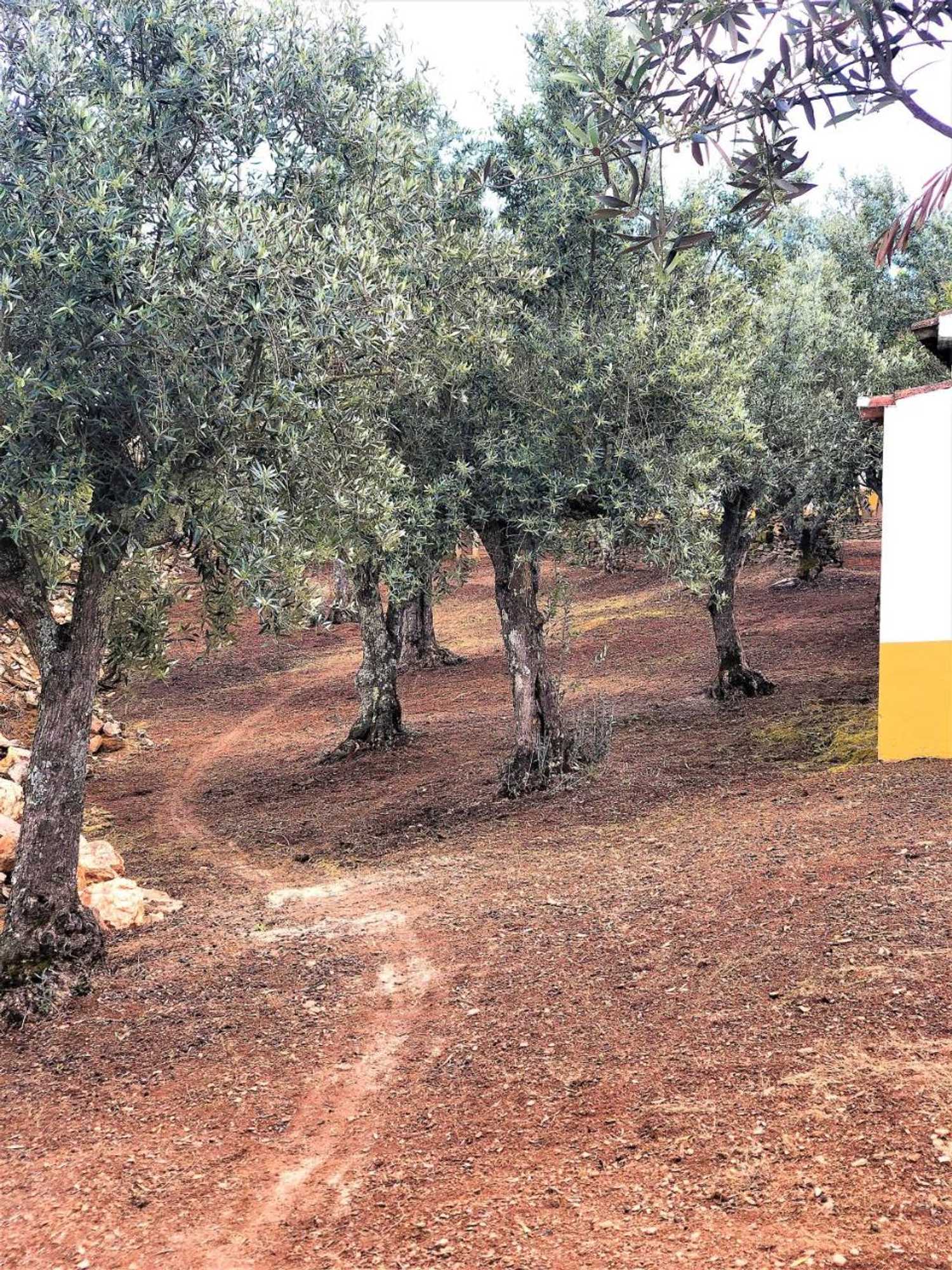 Gift card for Monte Papa Toucinho