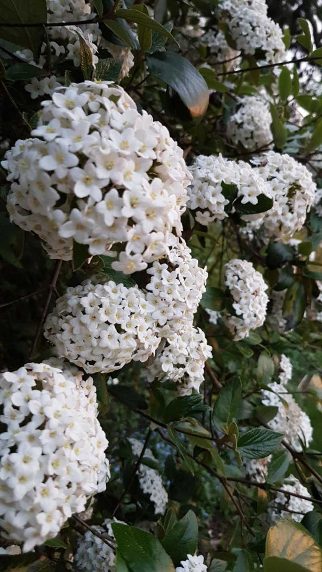 Gift card for Benslow Music