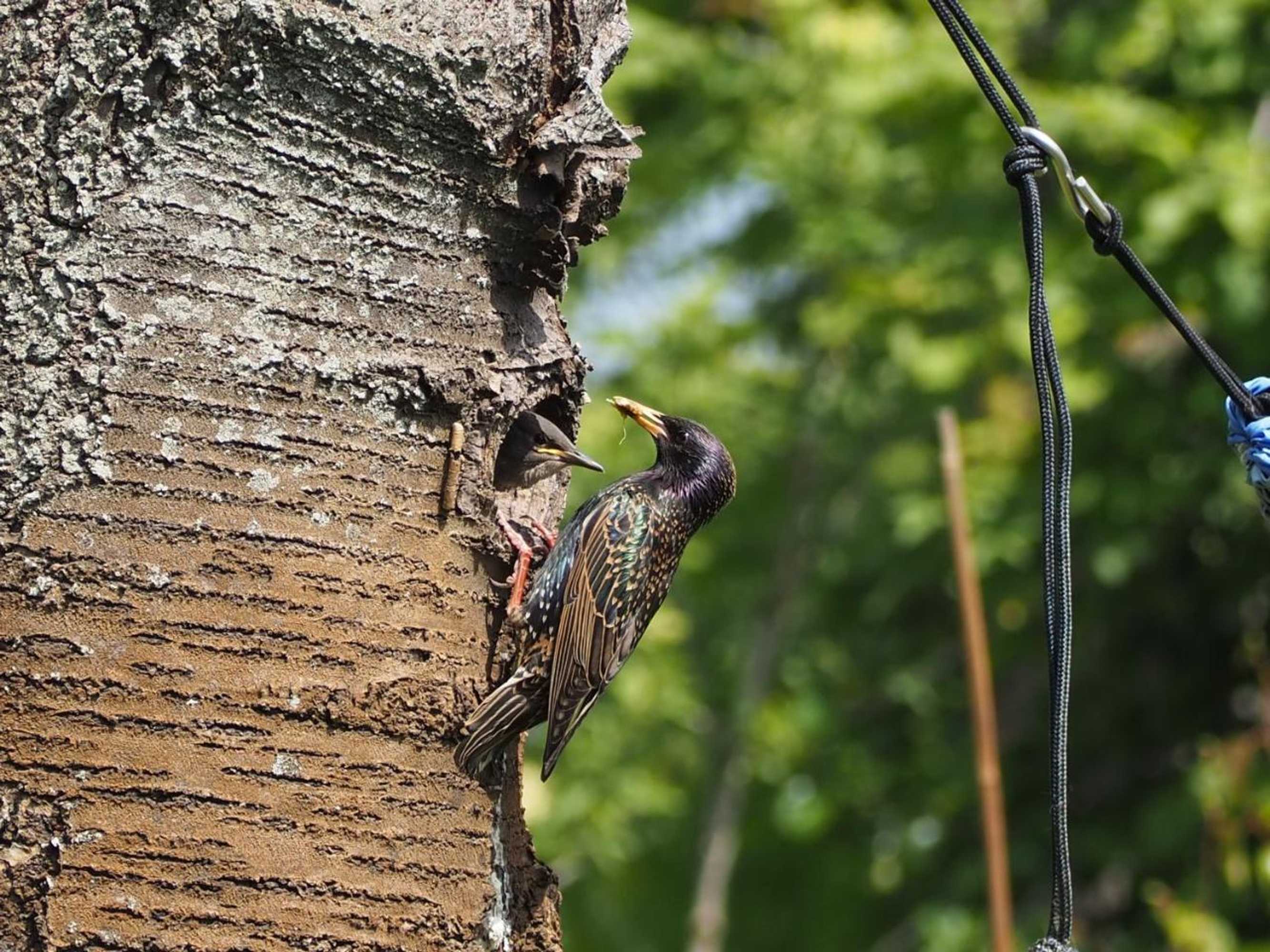 Gift card for Bnb De Peelvos