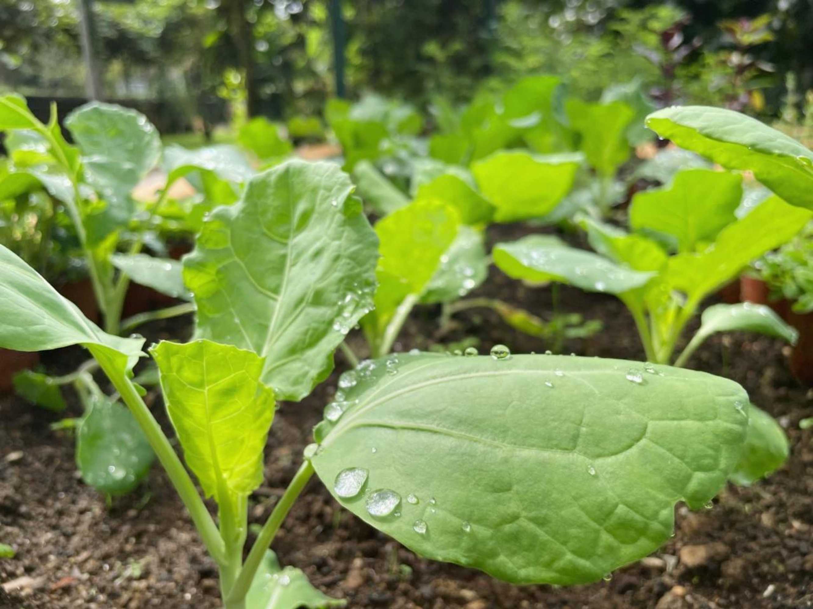 Gift card for Quinta do Candeeira