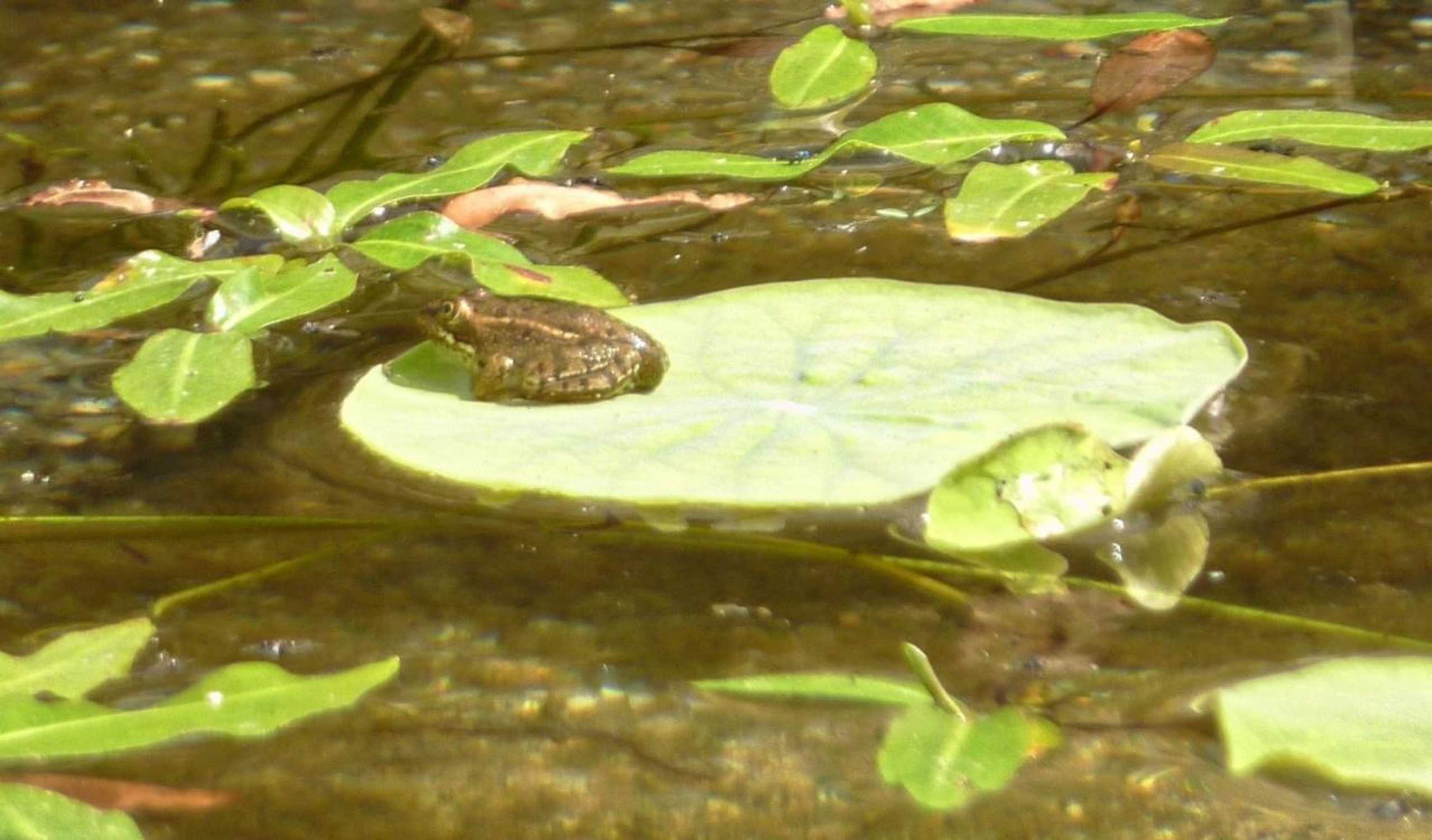 Gift card for Casa Azul