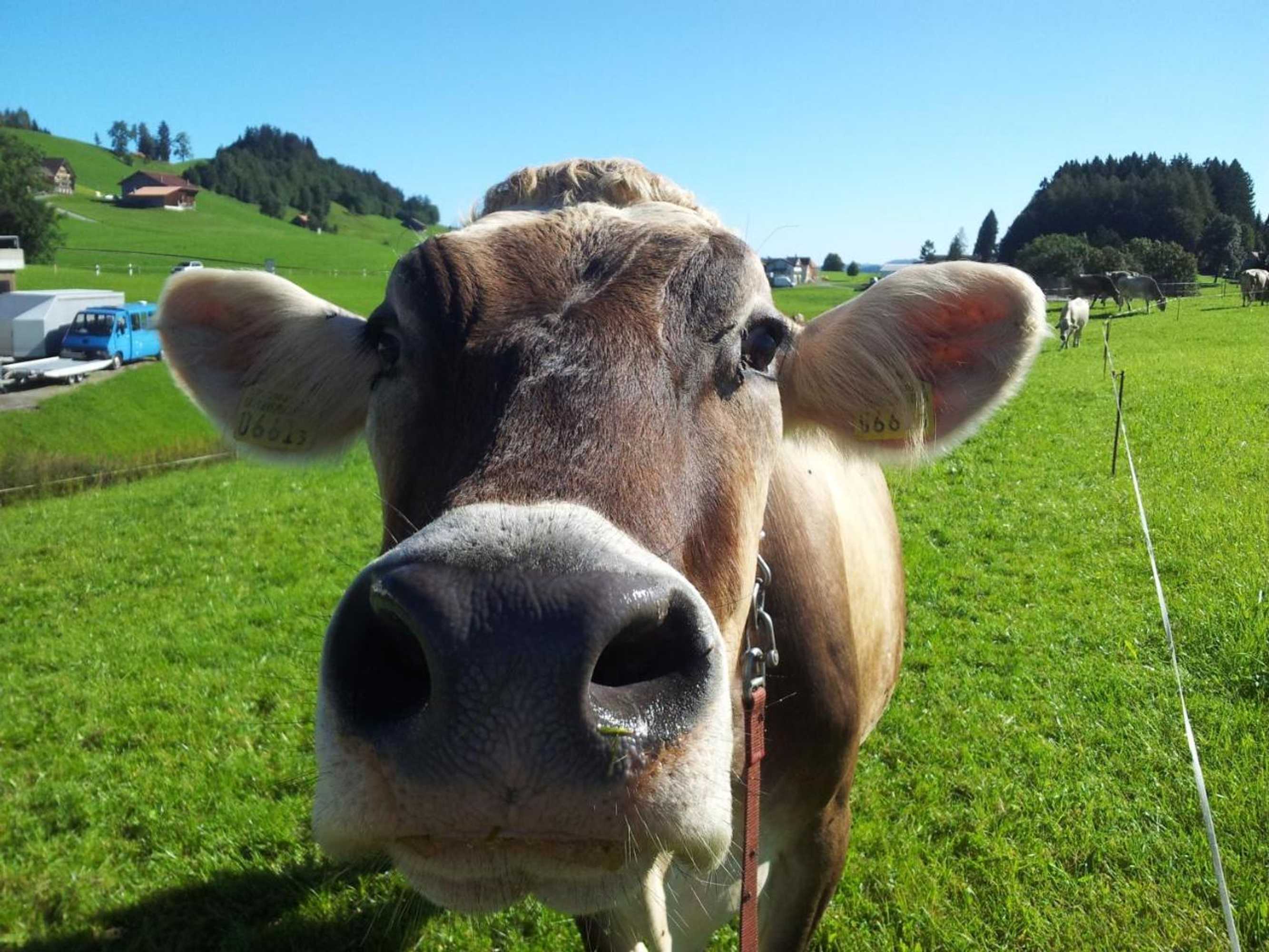 Gift card for Hotel Garni Traube