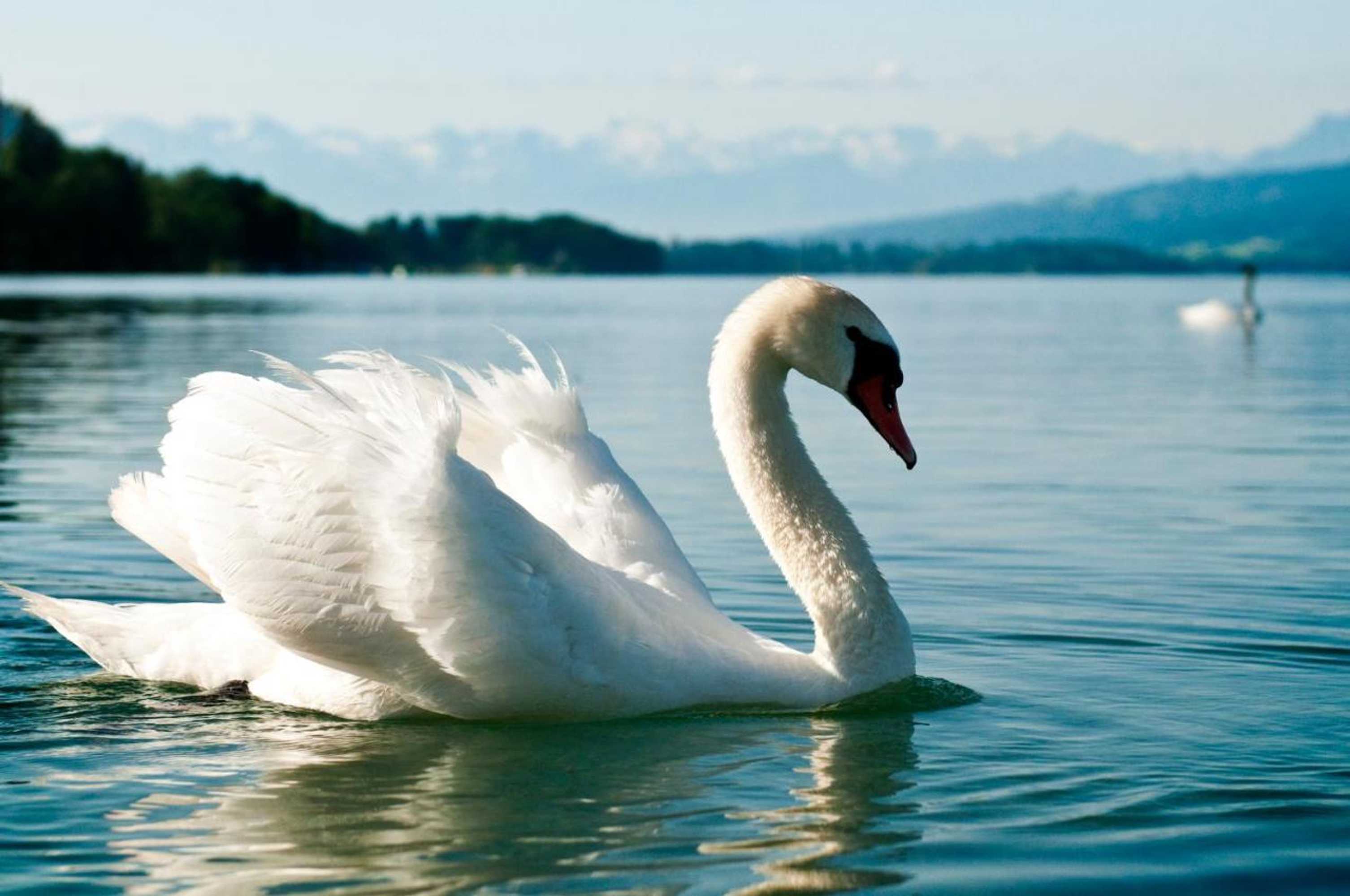 Gift card for Seehotel Delphin