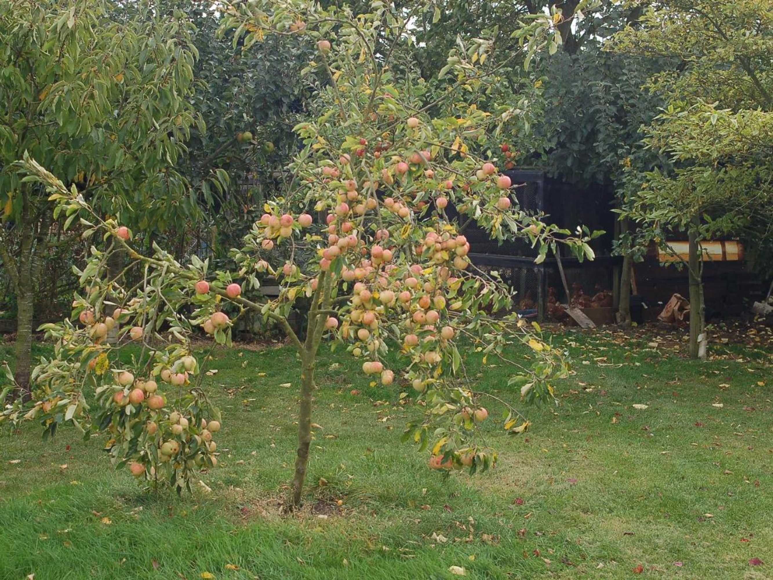 Gift card for Strenneth