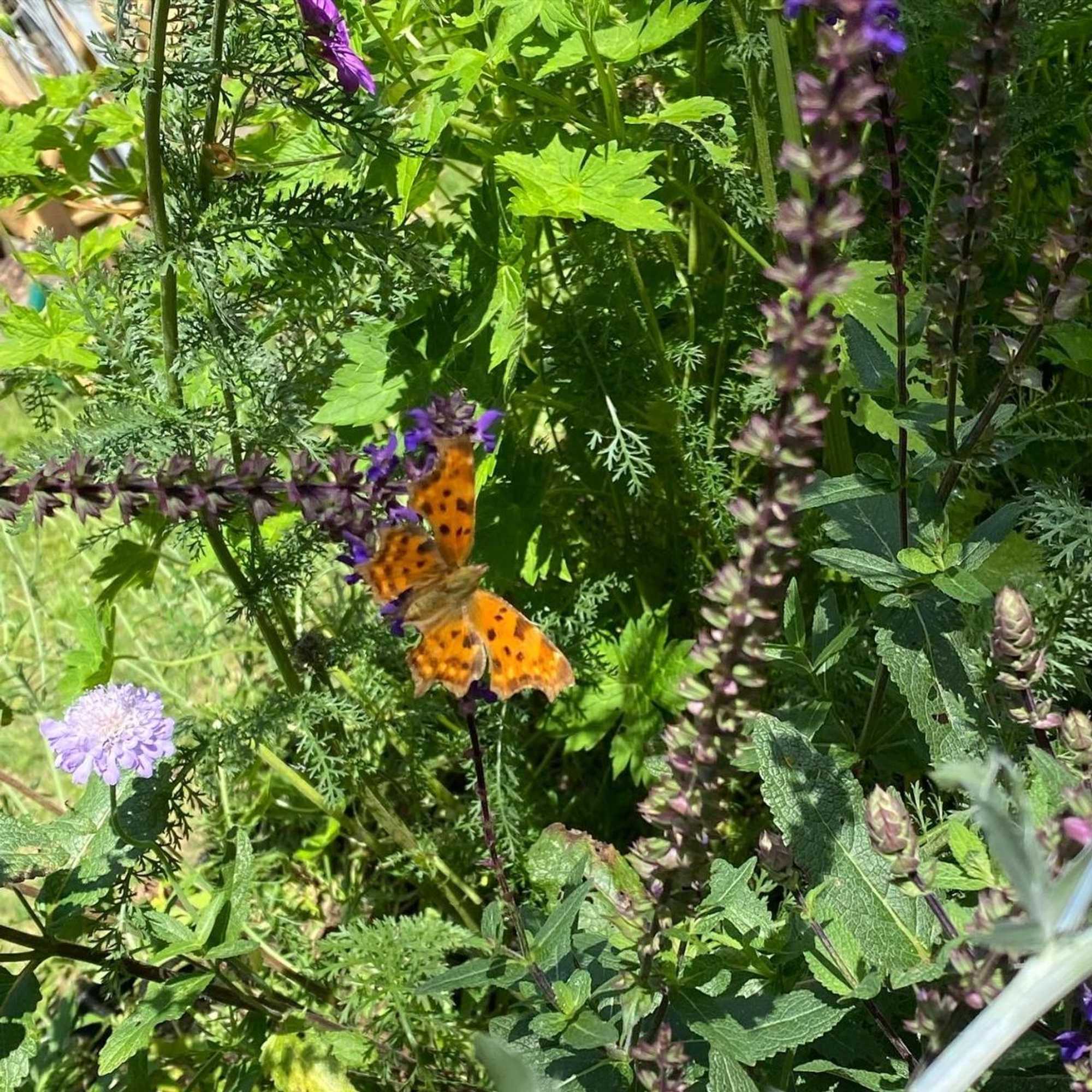 Gift card for Chalet de Kleine Eekhoorn