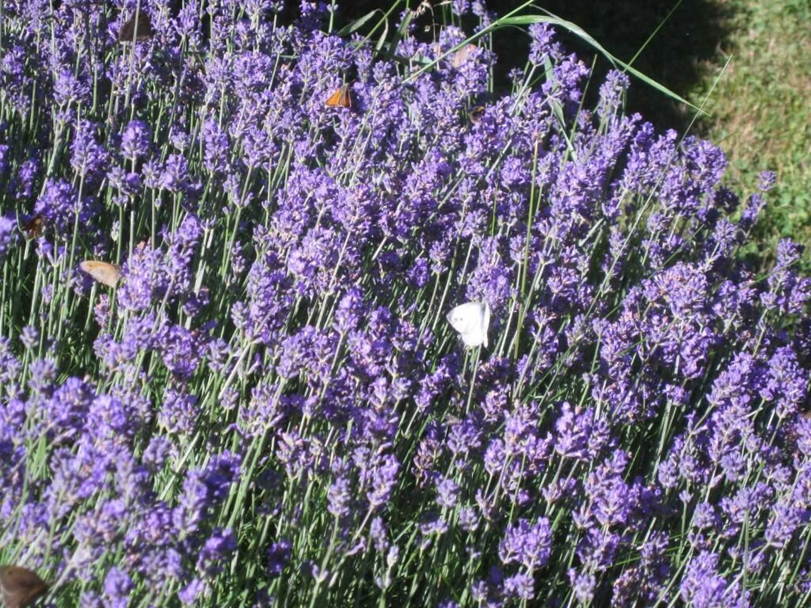 Gift card for Romantikmühle Heartlandranch