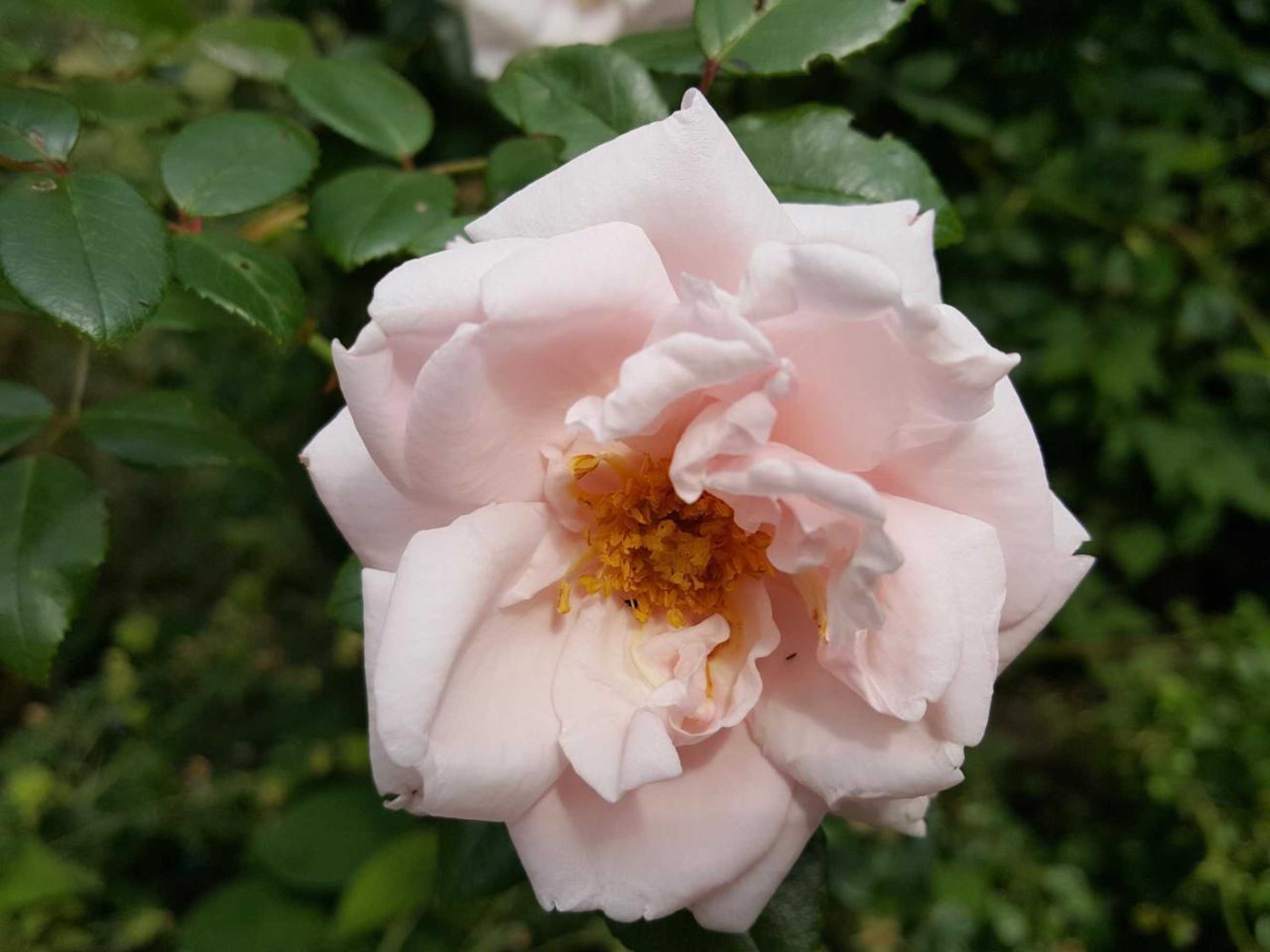 Gift card for Bed & Breakfast De Koegang