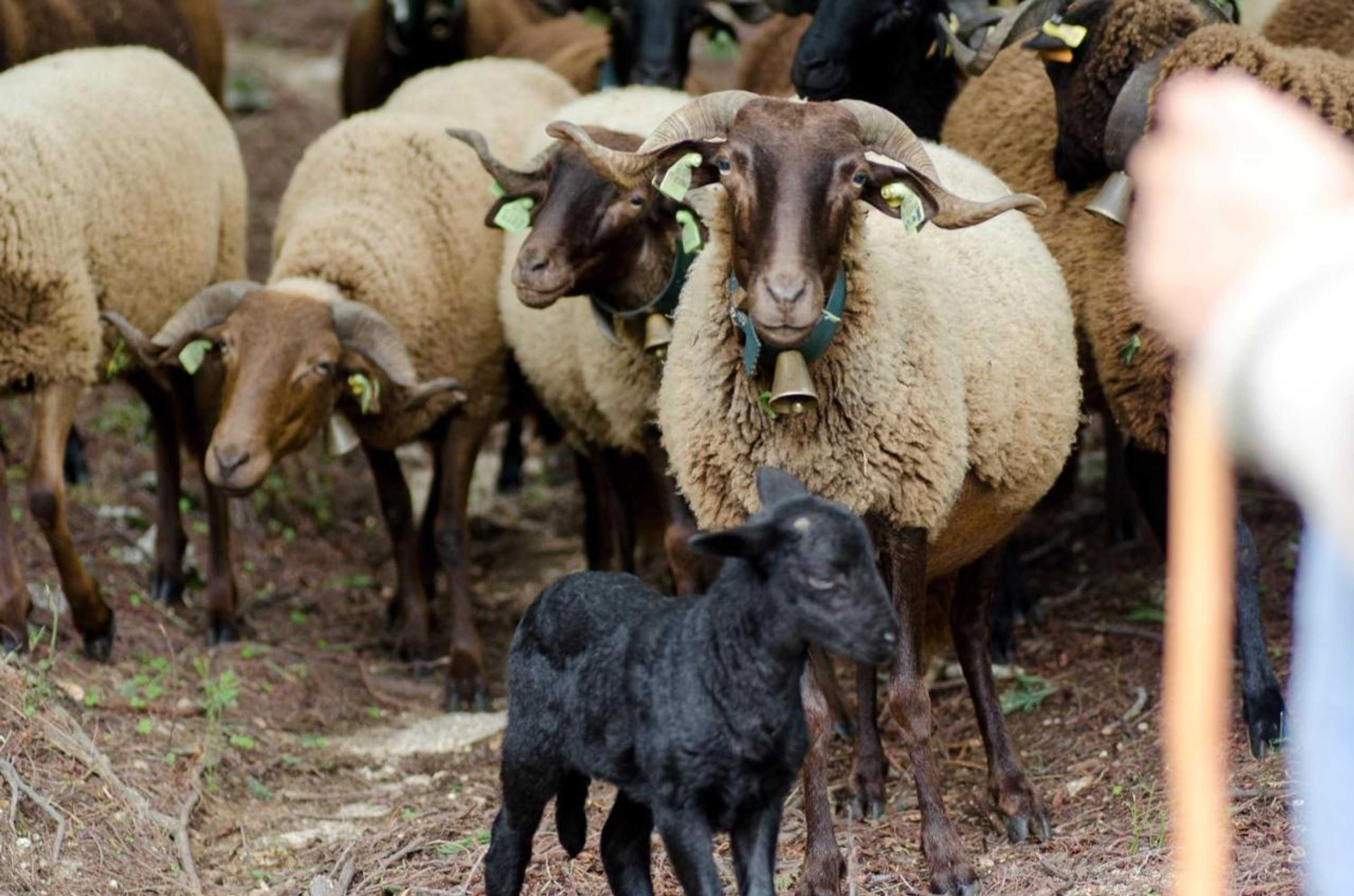 Gift card for Casas do Soito