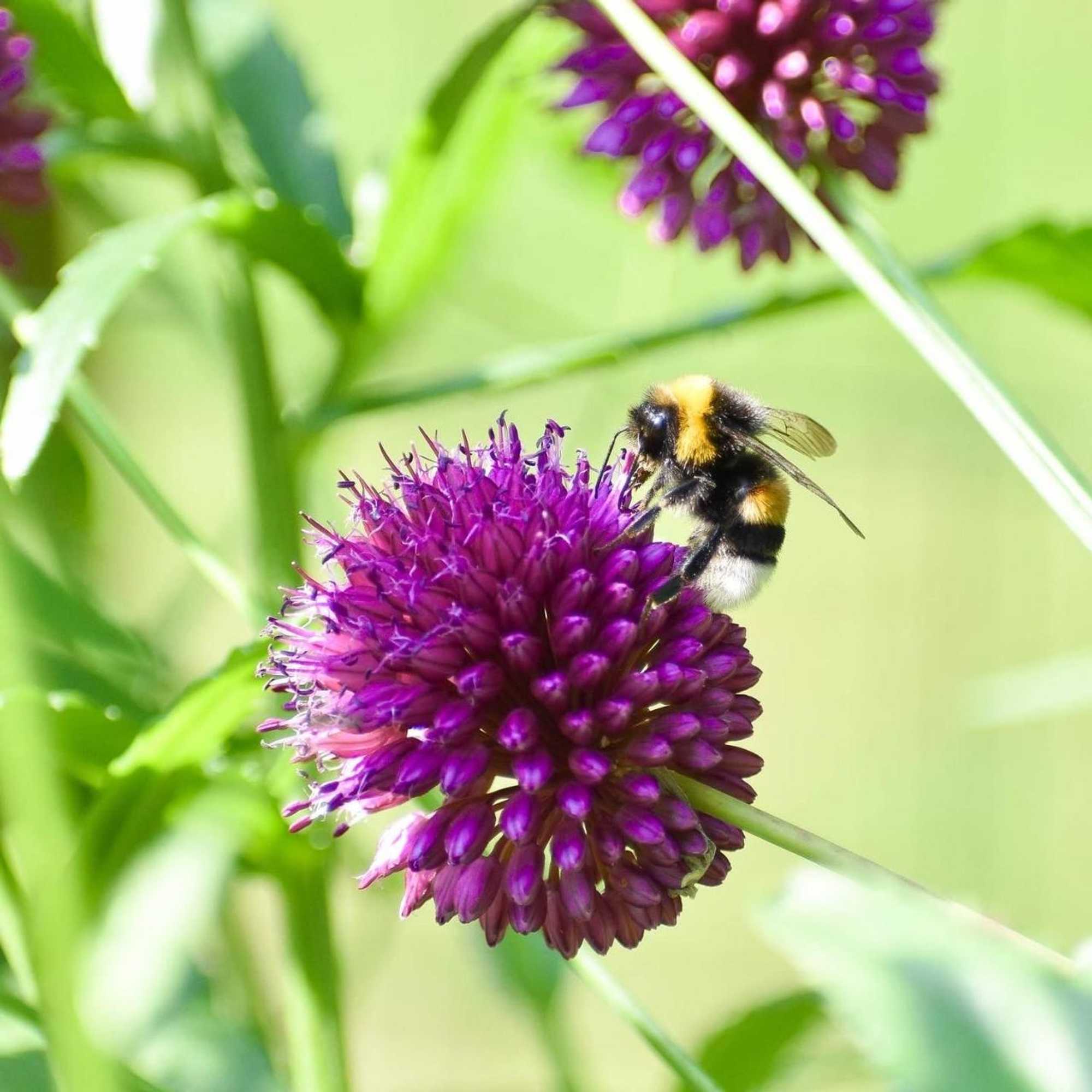 Gift card for Chalet de Kleine Eekhoorn