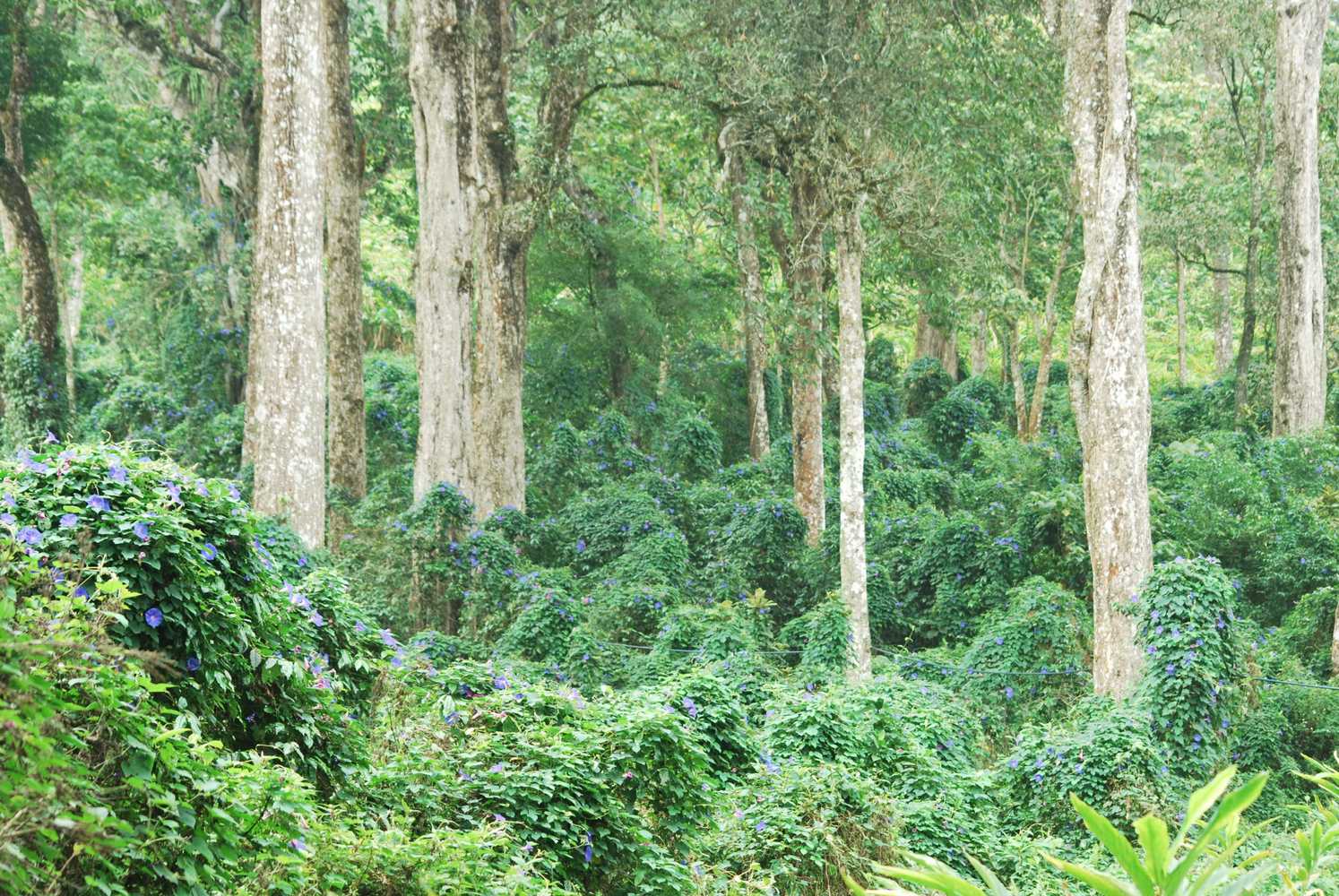 Gift card for Green Spaces Munnar